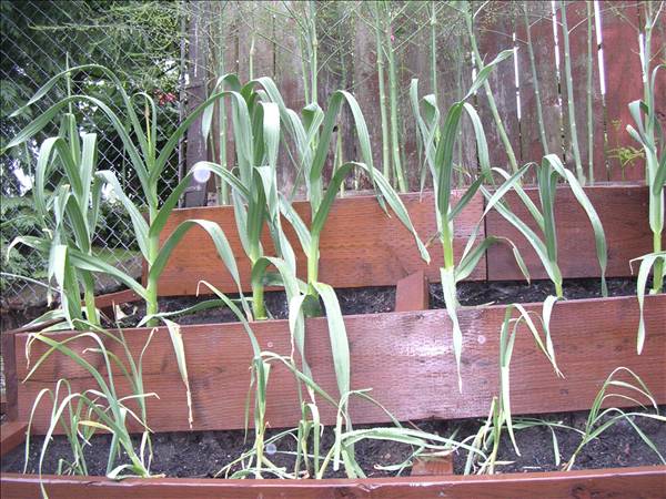 Growing Elephant Garlic